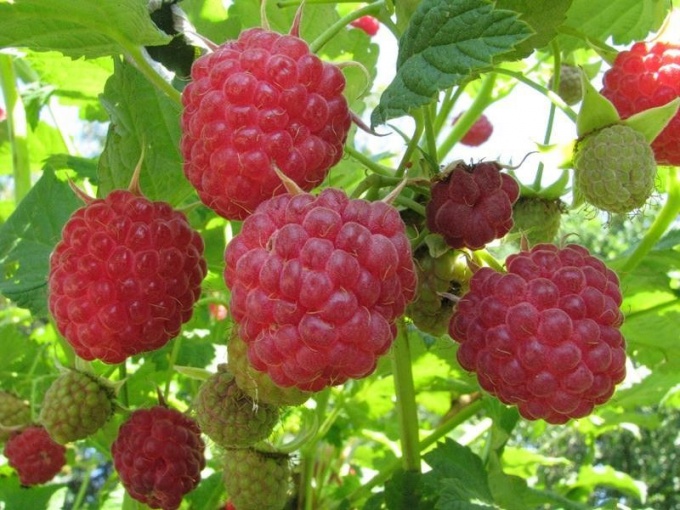 How to water raspberries