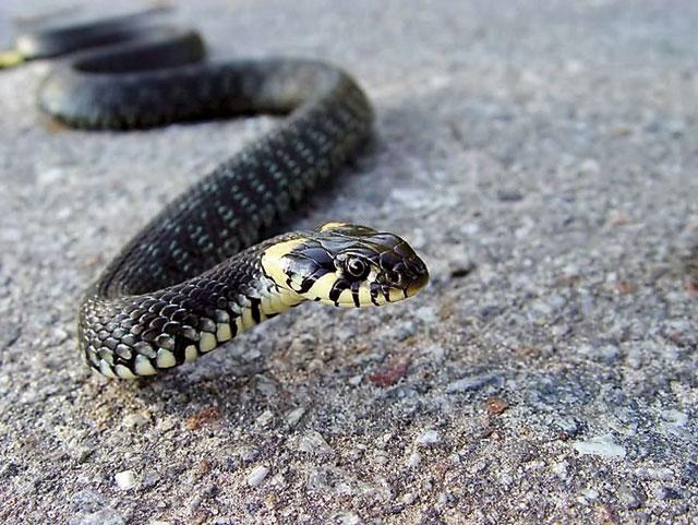 Snakes in summer cottage: what to do