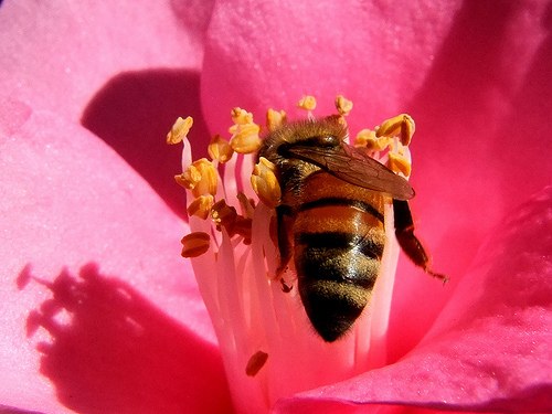 Как повысить иммунитет с помощью пчелиной пыльцы?