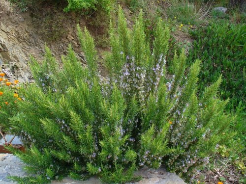 Growing rosemary in the country: beautiful and useful