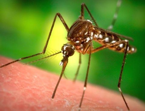 Народные средства от укусов комаров