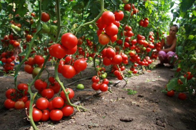 How to grow a good crop of tomatoes in the greenhouse