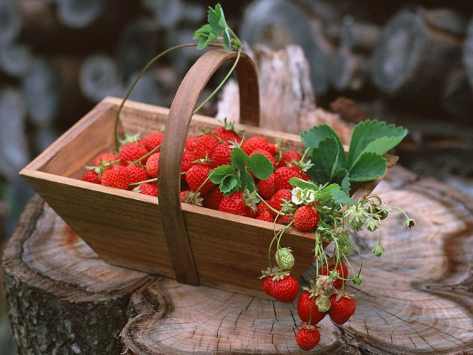 Why are strawberries not fruiting