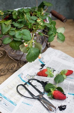 How easy it is to make delicious strawberry ice cream at home