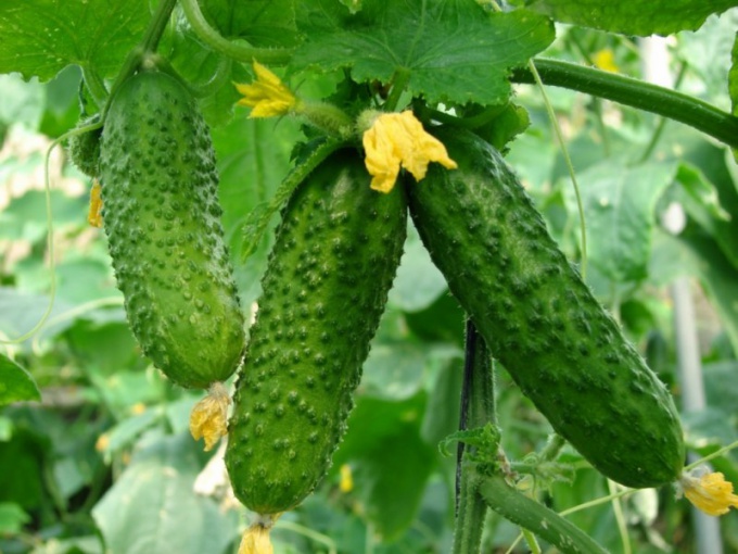 Cucumbers in the country: care during fruiting