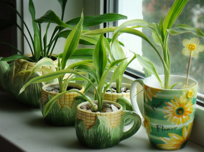 How to deal with gnats in houseplants