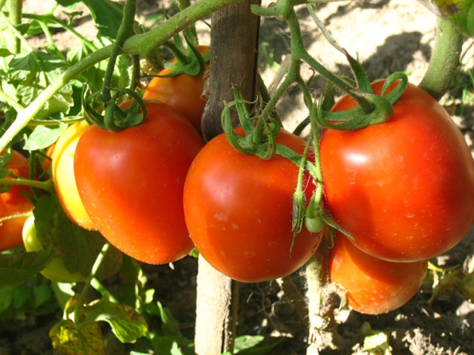 Как сделать, чтобы помидоры покраснели