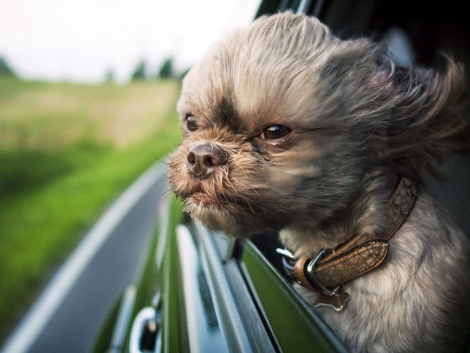 Почему собакам нравится высовывать голову из окна машины