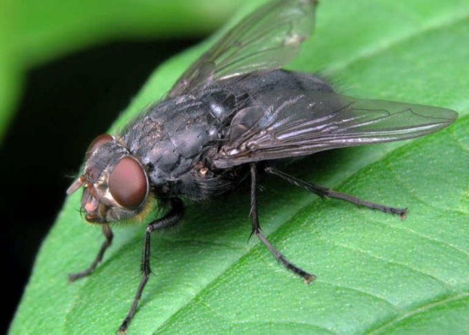 Как бороться с мухами