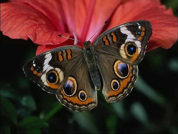 Even the most beautiful butterfly in a patient with insectophobia causes fear