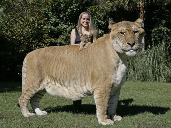 What animal of the Felidae family, the largest