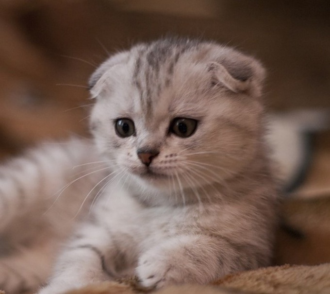 How to care for Scottish fold kittens