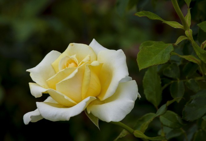 Можно ли дарить белые розы