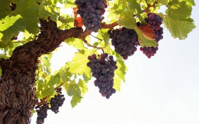 К чему снится виноград