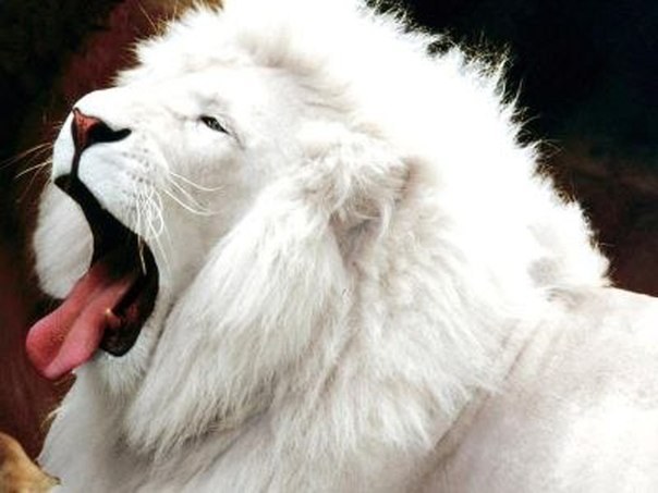 Среда обитания белого льва