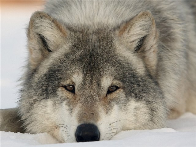 К чему сниться волк