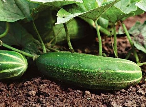 How to prepare a bed for cucumbers