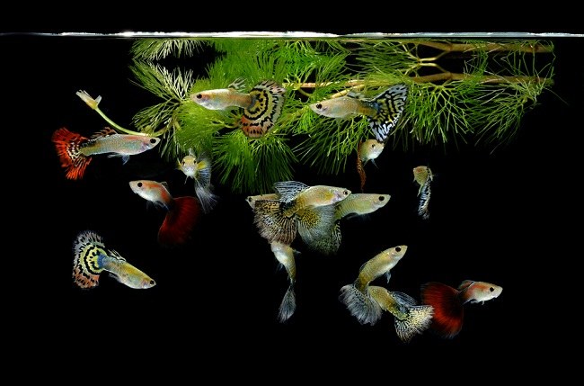 Красочные самцы рыбок гуппи