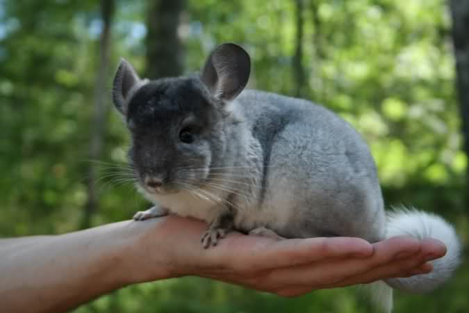 Some teams can be trained chinchilla