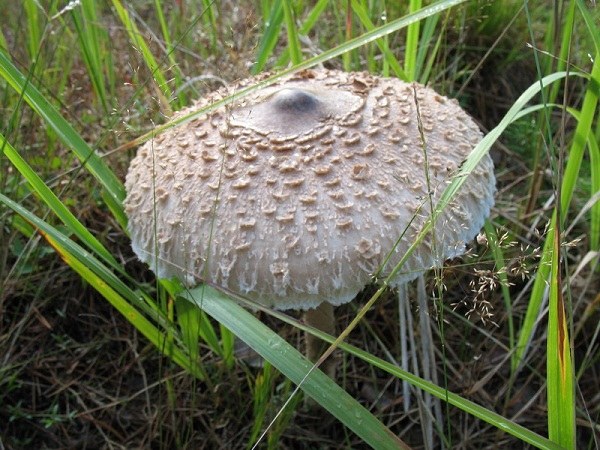 Отличительная черта белого гриба-зонтика - шляпка диаметром 25 см
