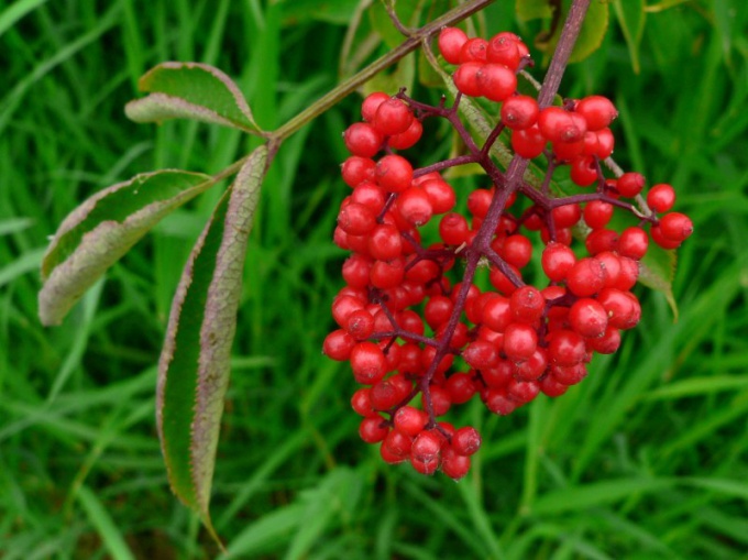 What is dangerous Wolfberry