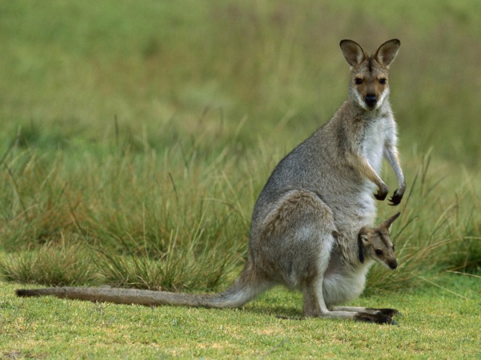 Зачем самцу кенгуру сумка