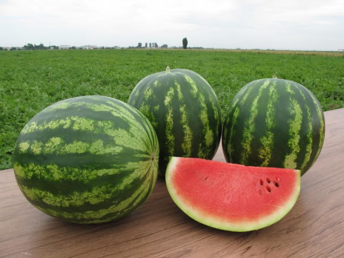 How to determine the ripeness of watermelon in the garden