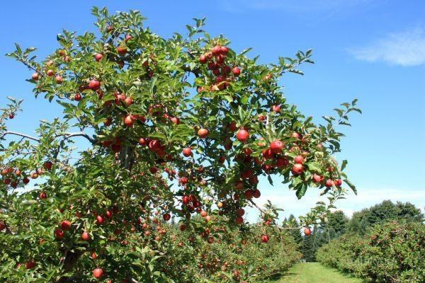 Почему дикие яблоки и сливы кислые