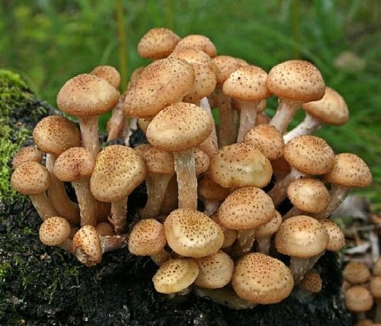 Как выращивать на своем участке грибы из леса