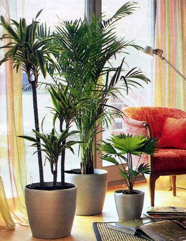 7 причин гибели домашних растений