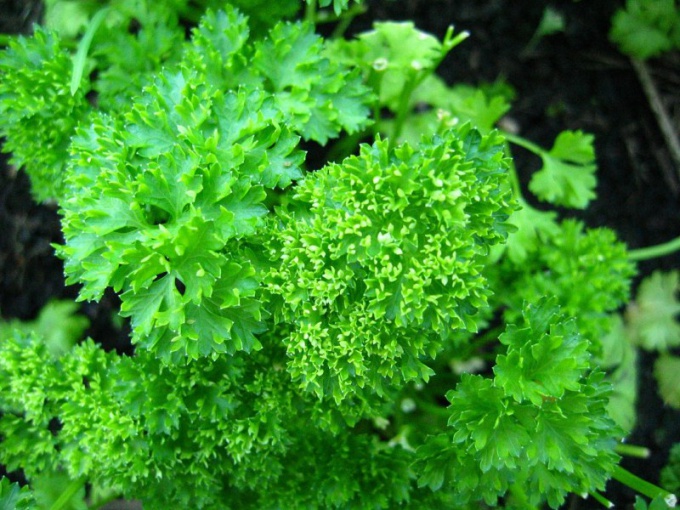 What in the same bed you can plant parsley