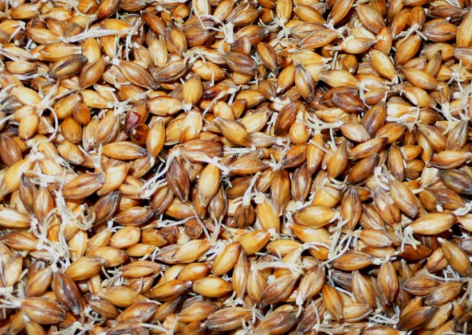 For the good of the wort of malt is to sprout at home from wheat or rye