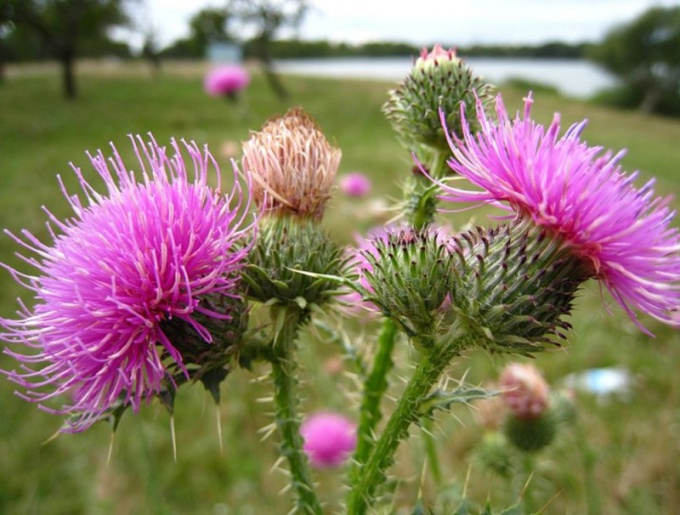 How to take milk Thistle oil