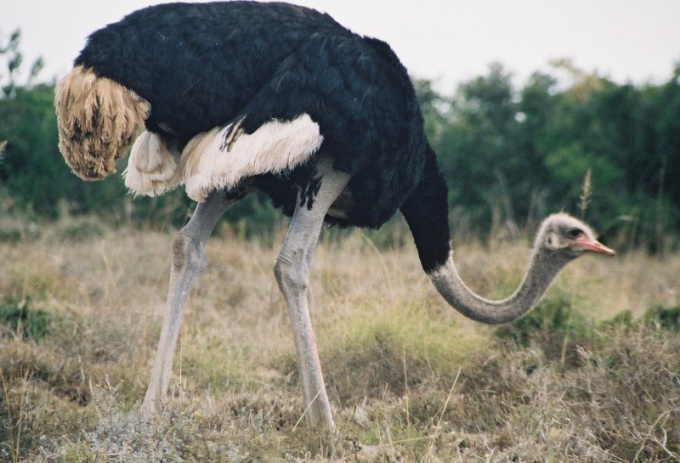 У страуса толстое тело и длинная гибкая шея