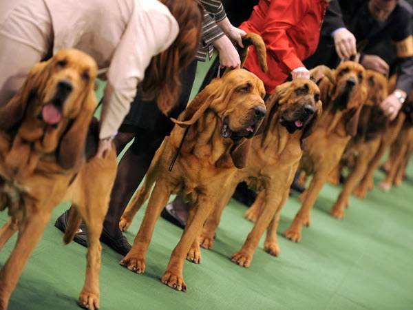 Как проводятся выставки собак