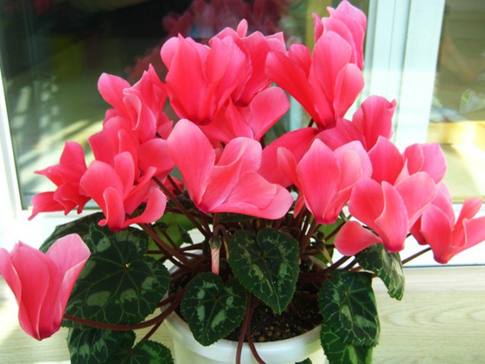 How to care for cyclamen