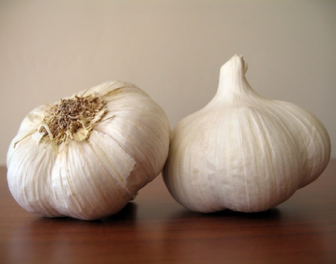 When to plant garlic