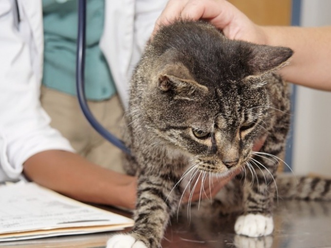 Как лечить конъюктивит у кошки