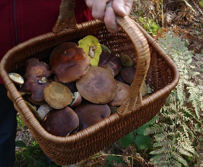 How to clean mushrooms