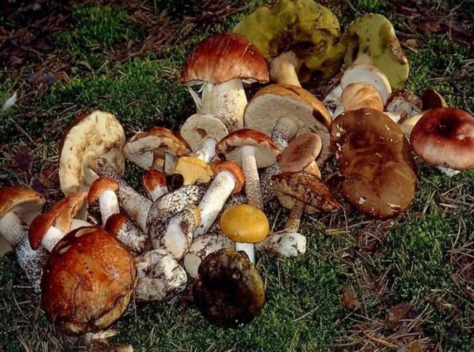 Какие полезные вещества есть в грибах