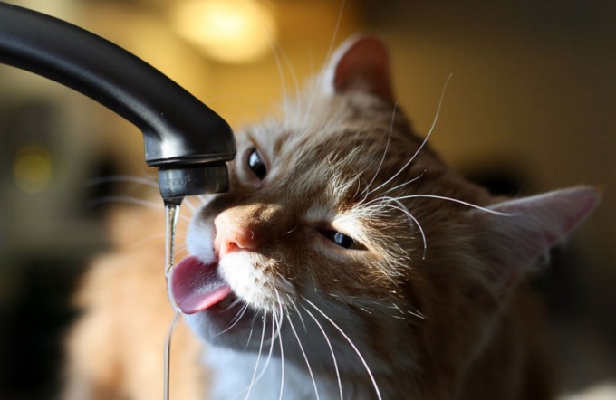 Why cat drinks a lot
