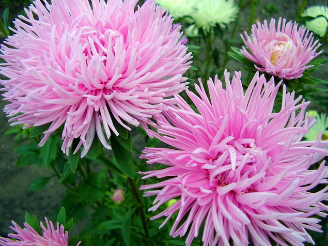 How to plant asters in the ground