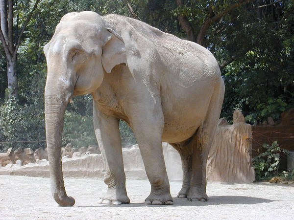 Индийский слон - представитель хоботовых