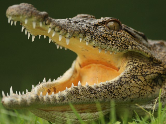 Зачем заводят крокодилов