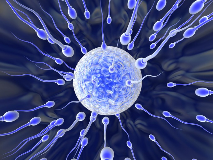 Как увеличить число сперматозоидов