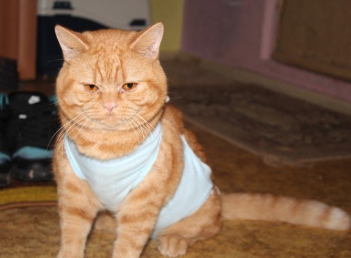 How to sew a bandage for cats