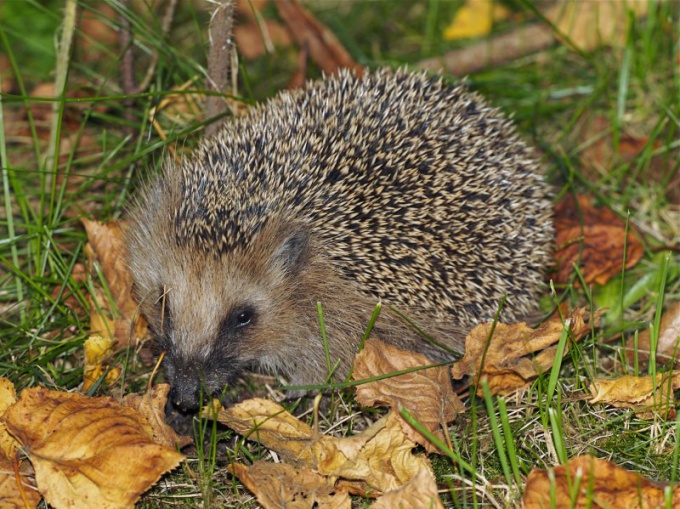 How many live hedgehogs