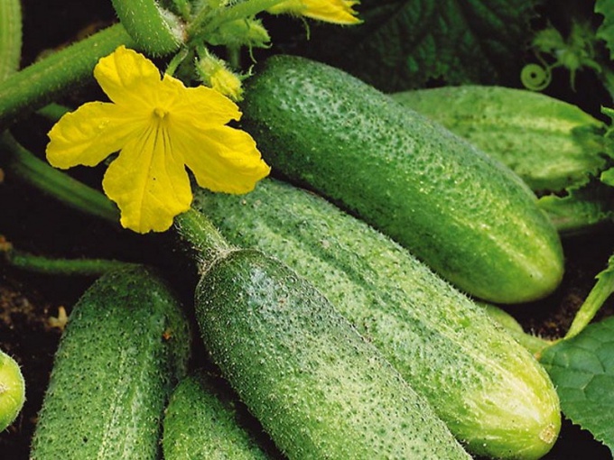 How to increase your cucumber harvest?