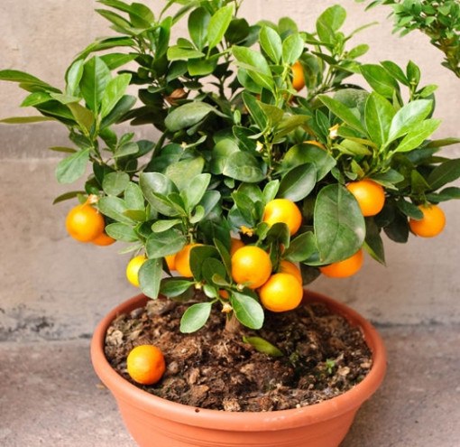 How to grow a Mandarin house in the pot