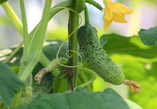 Как выращивать на подоконнике огурцы и помидоры